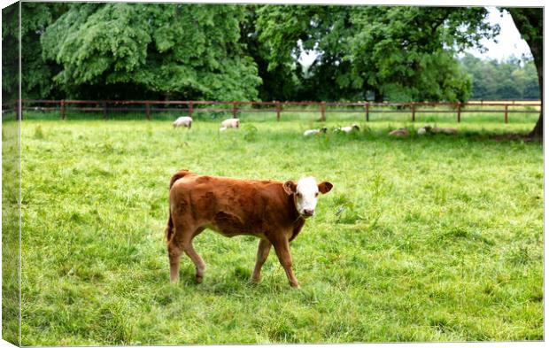 Young cow eating grass while looking forward  Canvas Print by Thomas Baker