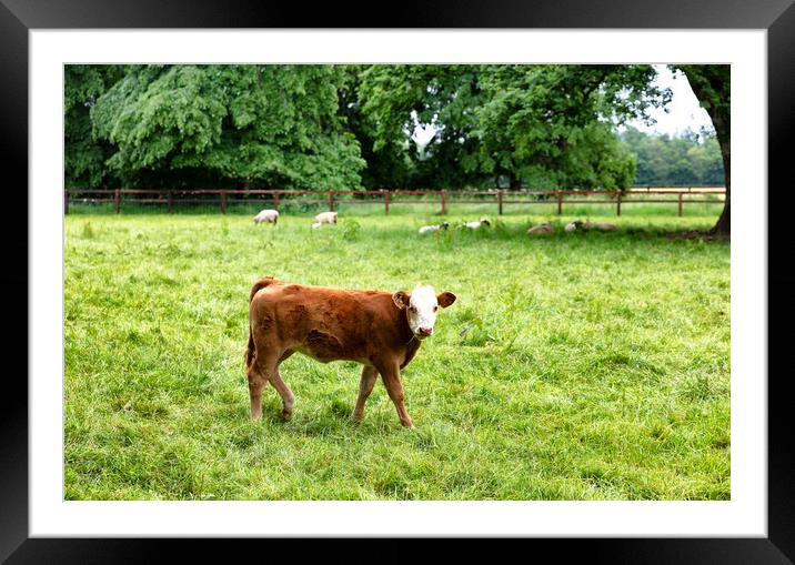 Young cow eating grass while looking forward  Framed Mounted Print by Thomas Baker