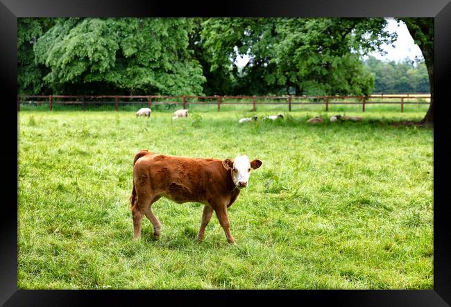 Young cow eating grass while looking forward  Framed Print by Thomas Baker