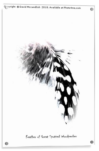 A Woodpeckers Feathers                            Acrylic by David Mccandlish