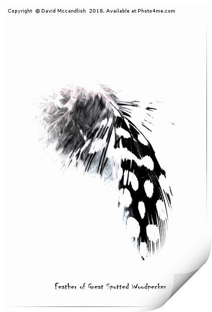A Woodpeckers Feathers                            Print by David Mccandlish
