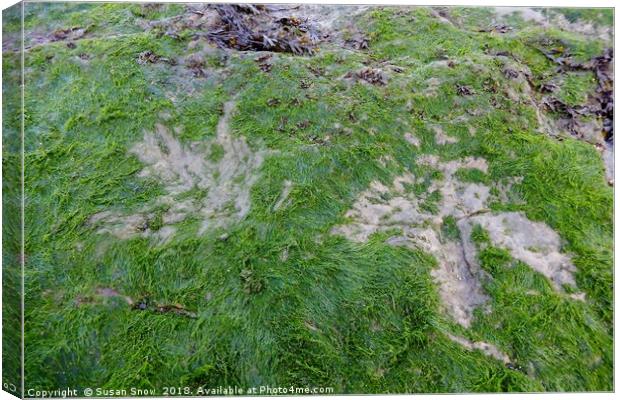 Dinosaur Footprints on the Isle of Skye Canvas Print by Susan Snow