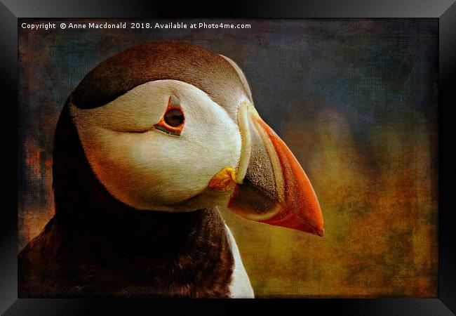Textured Puffin Portrait, Shetland. Framed Print by Anne Macdonald