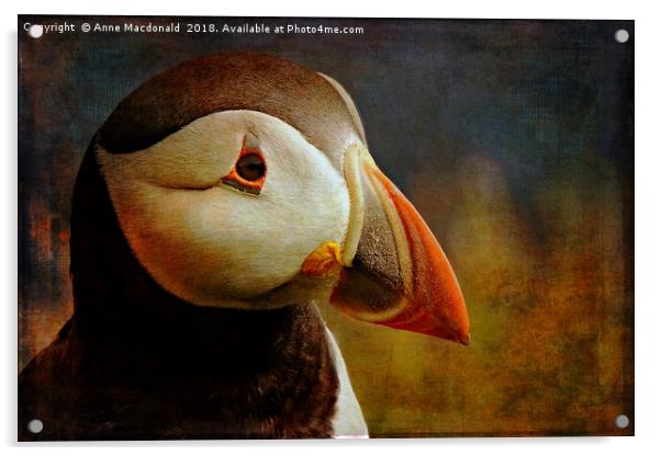 Textured Puffin Portrait, Shetland. Acrylic by Anne Macdonald