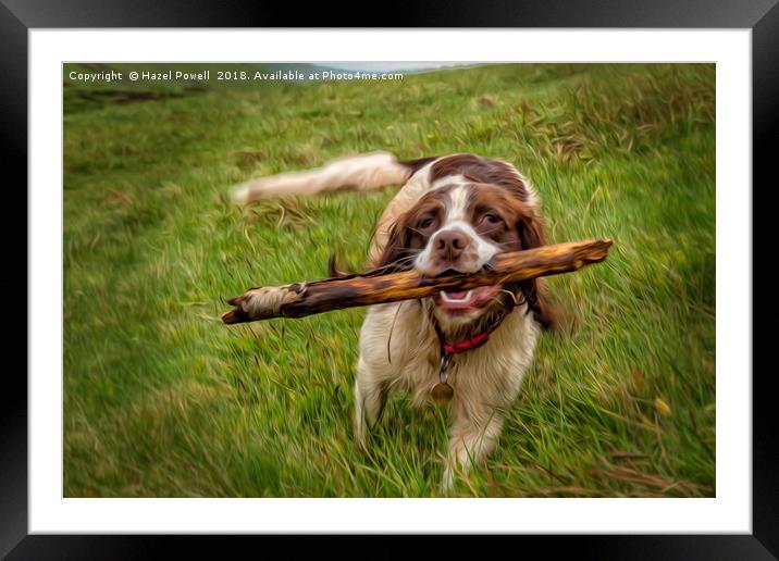 Springer Spaniel and her stick Framed Mounted Print by Hazel Powell
