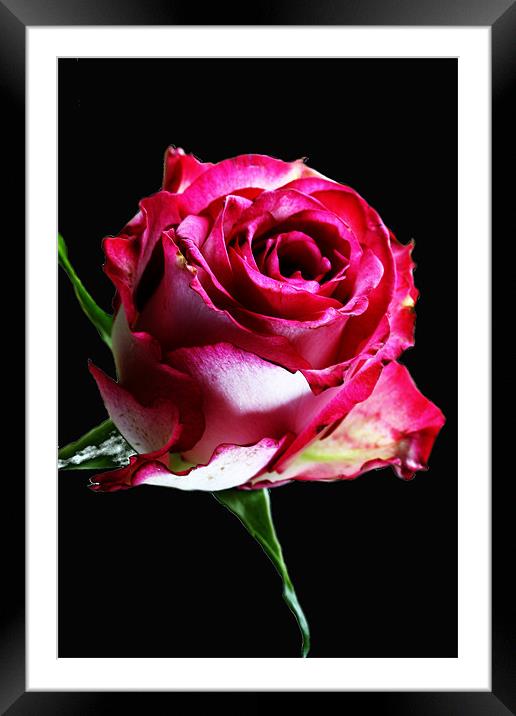 Neon Pink Rose Framed Mounted Print by Doug McRae