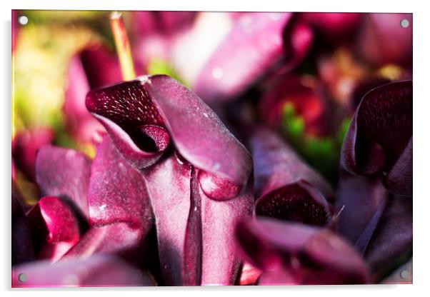 Purple Pitcher  Acrylic by Sammy Pea