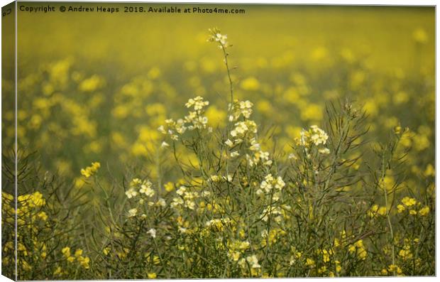 Rapeseed field Canvas Print by Andrew Heaps