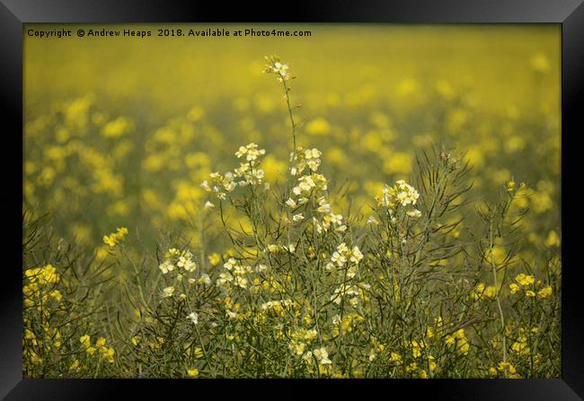Rapeseed field Framed Print by Andrew Heaps