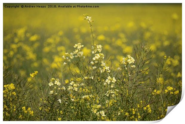 Rapeseed field Print by Andrew Heaps