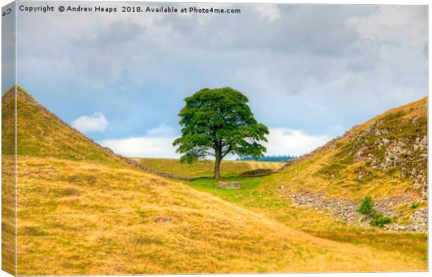Sycamore Gap (Hadrians wall) Canvas Print by Andrew Heaps