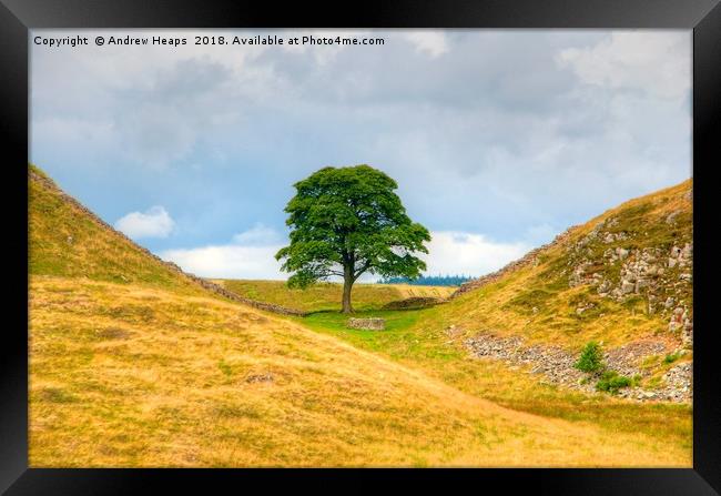 Sycamore Gap (Hadrians wall) Framed Print by Andrew Heaps