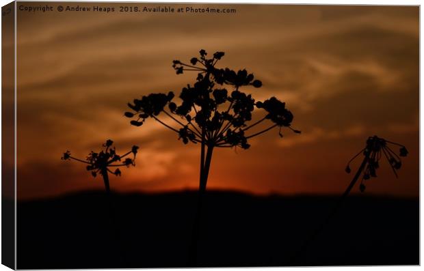 Black silhouette of cow parsley. Canvas Print by Andrew Heaps