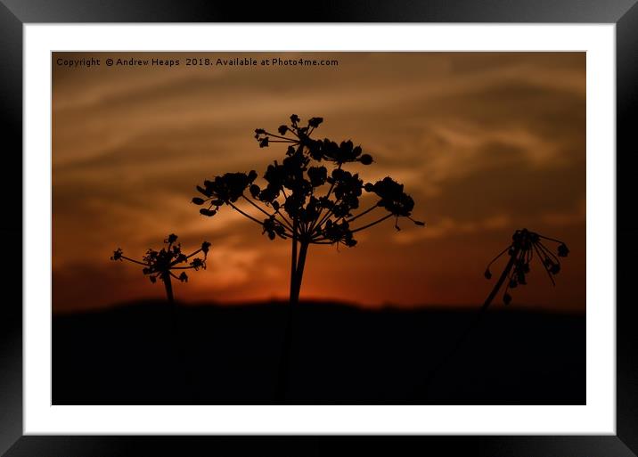 Black silhouette of cow parsley. Framed Mounted Print by Andrew Heaps