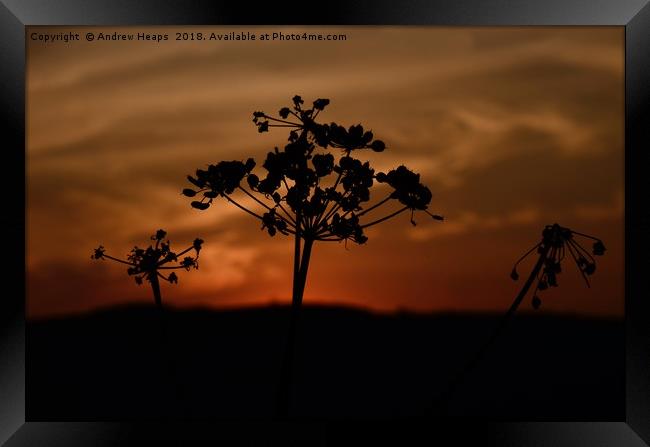Black silhouette of cow parsley. Framed Print by Andrew Heaps