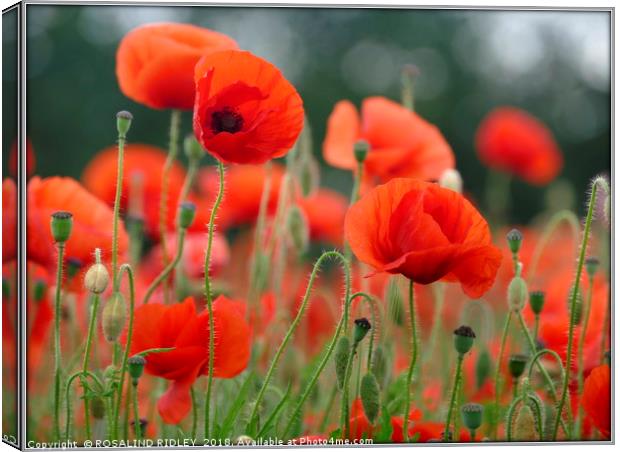 "Soft Poppies" Canvas Print by ROS RIDLEY
