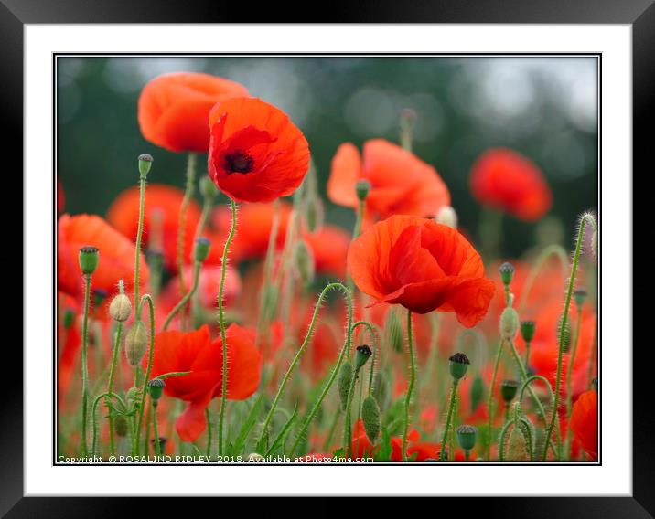 "Soft Poppies" Framed Mounted Print by ROS RIDLEY