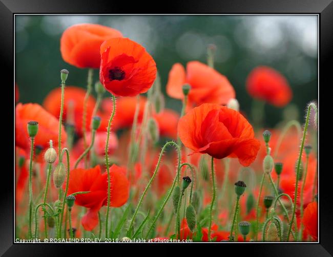"Soft Poppies" Framed Print by ROS RIDLEY
