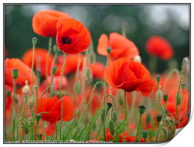 "Soft Poppies" Print by ROS RIDLEY