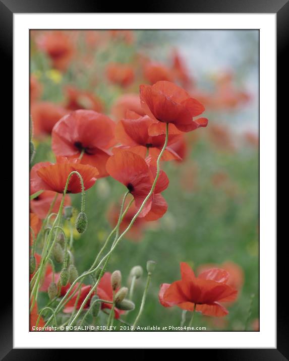 "Poppies in the mist" Framed Mounted Print by ROS RIDLEY