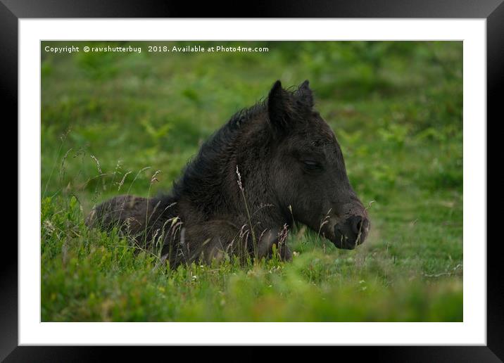 Sleepy Dartmoor Foal Framed Mounted Print by rawshutterbug 