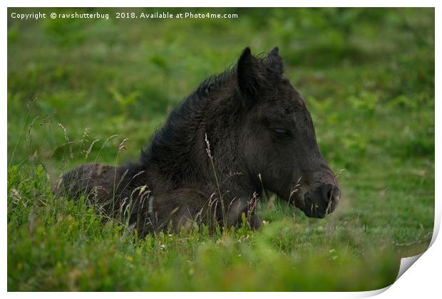 Sleepy Dartmoor Foal Print by rawshutterbug 