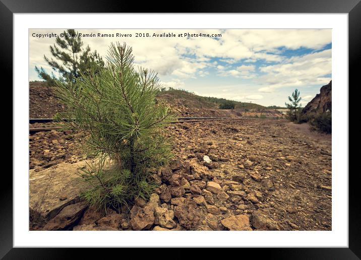 Young and small pine among stones with the train t Framed Mounted Print by Juan Ramón Ramos Rivero