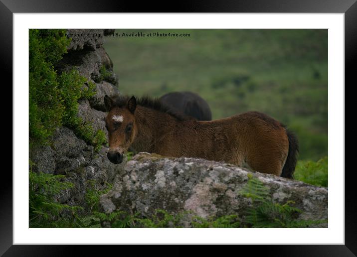 Dartmoor Foal Framed Mounted Print by rawshutterbug 