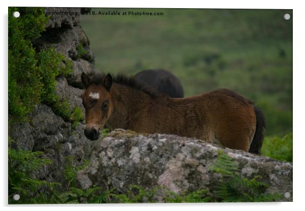 Dartmoor Foal Acrylic by rawshutterbug 