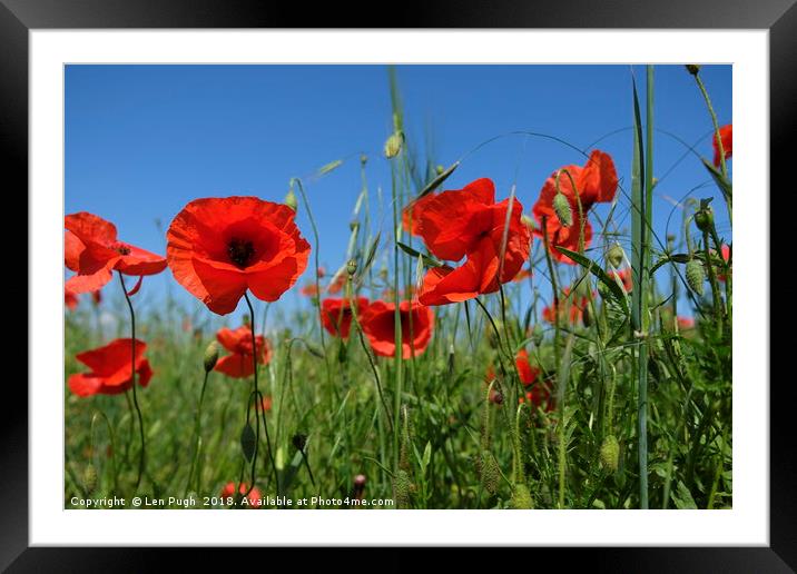 Poppies Framed Mounted Print by Len Pugh