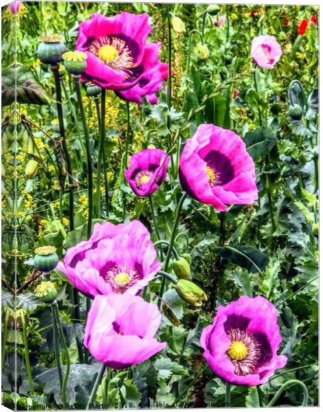 Wild purple poppies Canvas Print by Penny Martin