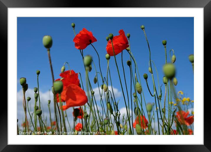 Poppies Framed Mounted Print by Len Pugh