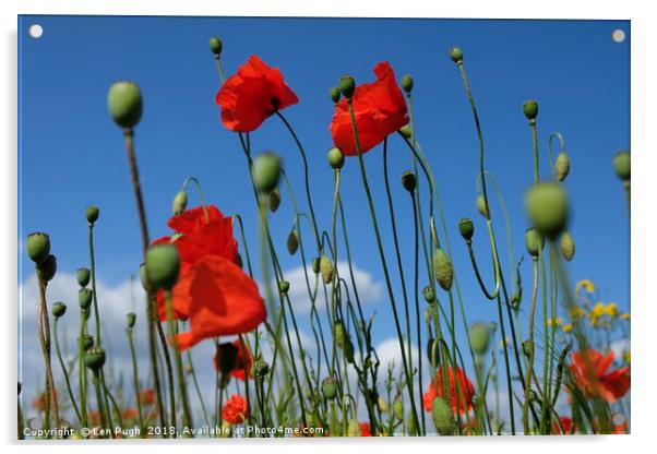 Poppies Acrylic by Len Pugh