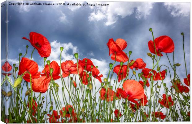 Poppies Canvas Print by Graham Chance