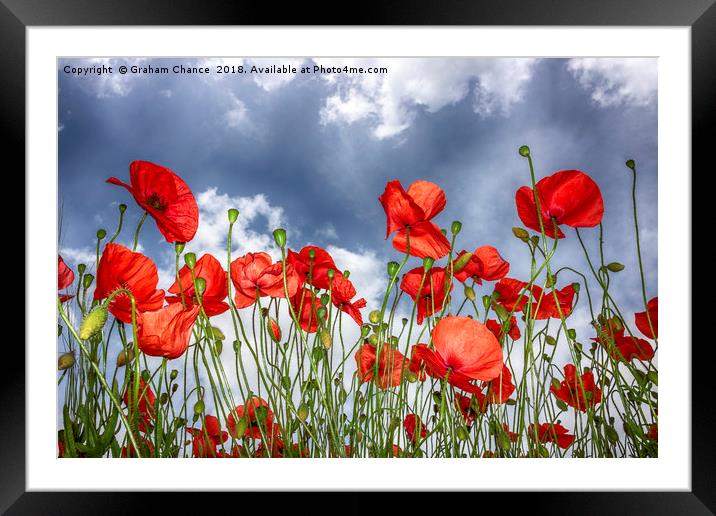 Poppies Framed Mounted Print by Graham Chance