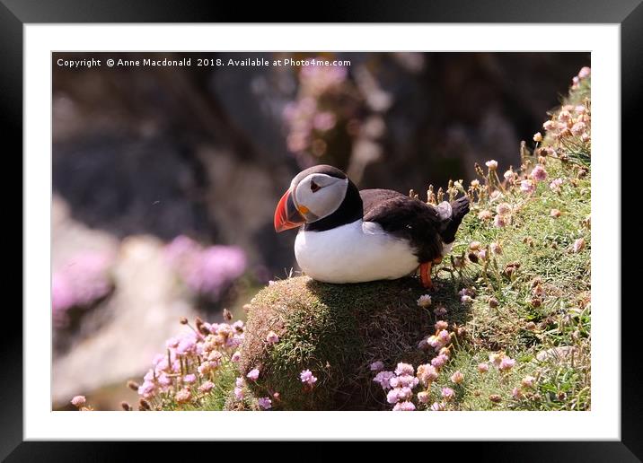Puffin Resting On Cliff Face Framed Mounted Print by Anne Macdonald