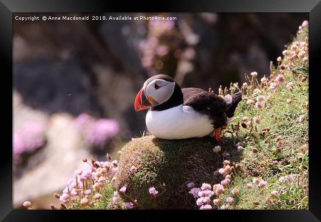 Puffin Resting On Cliff Face Framed Print by Anne Macdonald