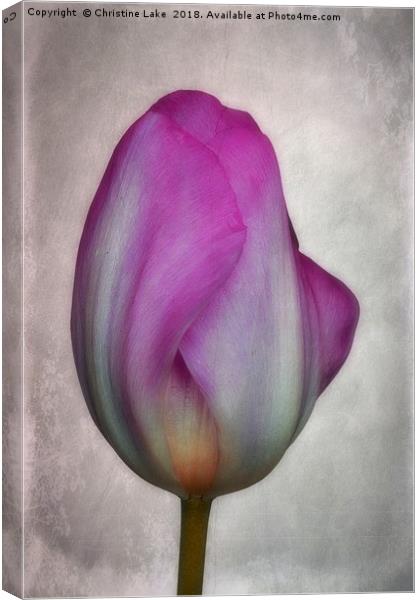 Tulip Canvas Print by Christine Lake
