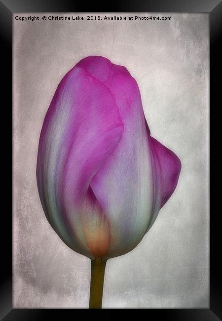Tulip Framed Print by Christine Lake