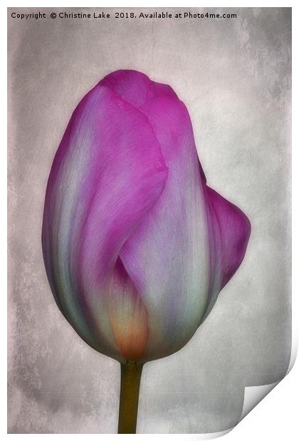 Tulip Print by Christine Lake