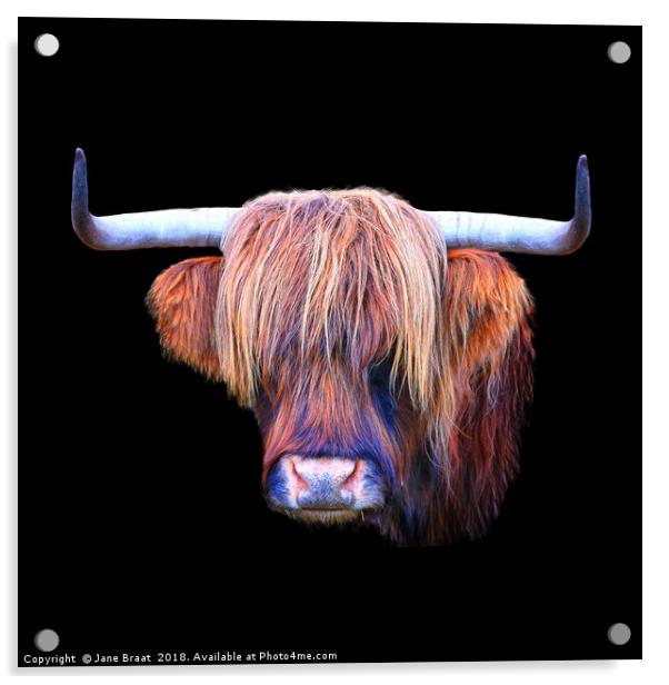 The Highland Cow Acrylic by Jane Braat