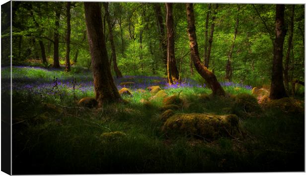 Bluebells and moss covered stones Canvas Print by Leighton Collins