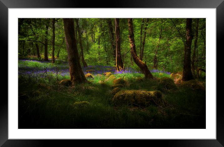 Bluebells and moss covered stones Framed Mounted Print by Leighton Collins
