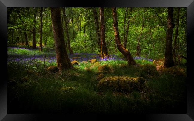 Bluebells and moss covered stones Framed Print by Leighton Collins