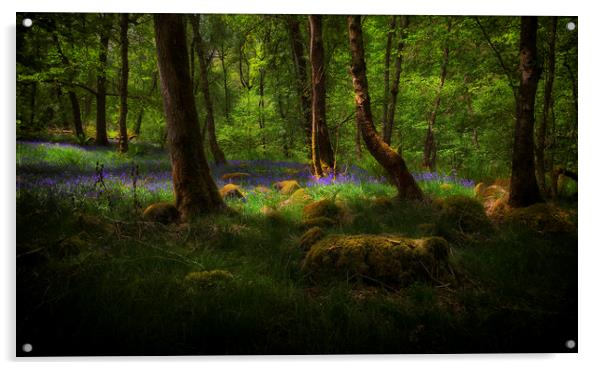 Bluebells and moss covered stones Acrylic by Leighton Collins