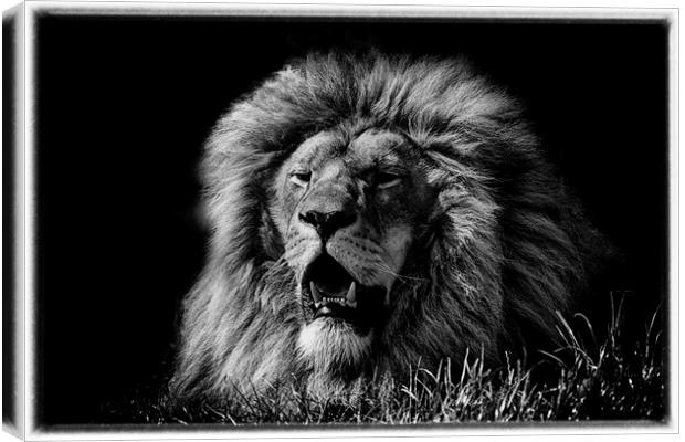 King of the cats Canvas Print by sean clifford