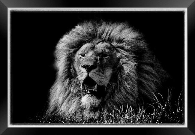 King of the cats Framed Print by sean clifford
