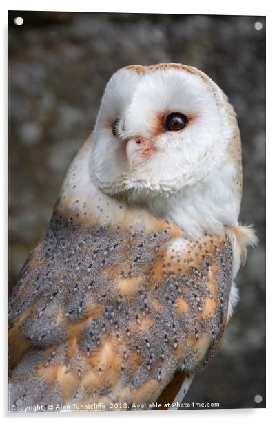 Barn owl Acrylic by Alan Tunnicliffe