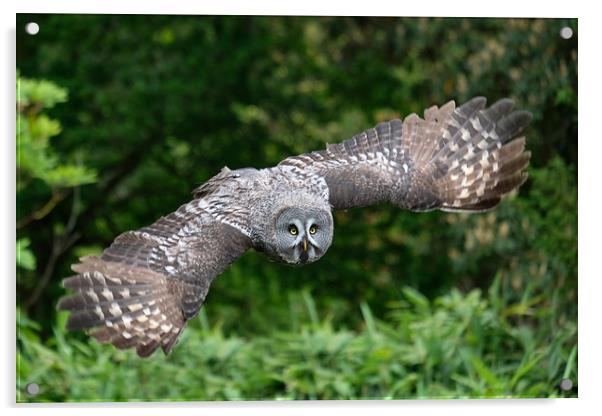 Great Grey Owl Acrylic by Tony Bates