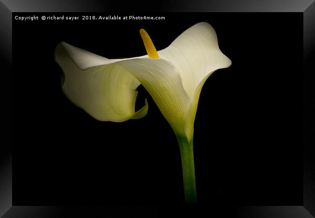 Classic Calla Lily Framed Print by richard sayer